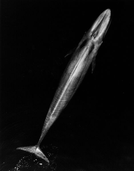 Photo of Balaenoptera musculus by Public Domain